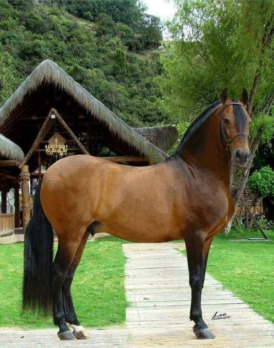 Amazing Paso Fino